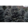 Ель "Picea"