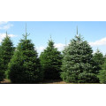 Пихта "Abies"