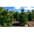 Кедр "Cedrus"