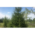 Лиственница "Larix"
