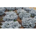 Ель "Picea"