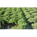 Можжевельник "Juniperus"