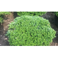 Пихта "Abies"