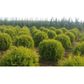 Туя "Thuja"