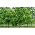 Каштан "Aesculus"