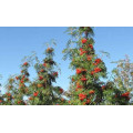 Рябина обыкновенная "Sorbus aucuparia"