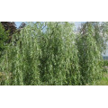 Ива "Salix"