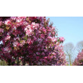 Яблоня декоративная "Malus"