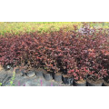 Пузыреплодник "Physocarpus"