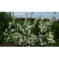 Чубушник "Philadelphus"