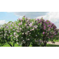 Сирень "Syringa"