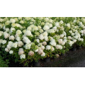 Гортензия "Hydrangea"