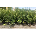 Кизильник "Cotoneaster"
