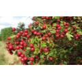Боярышник "Crataegus"