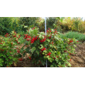 Калина "Viburnum"