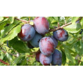 Слива "Prunus"