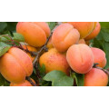 Абрикос "Prunus armeniaca"