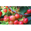 Черешня "Prunus avium"