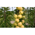 Яблоня колоновидная "Malus"