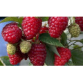 Малина "Rubus"