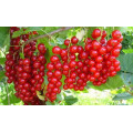 Смородина "Ribes"
