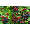 Ежевика "Rubus"