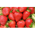 Клубника "Fragaria"