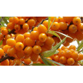 Облепиха "Hippophae"