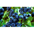 Голубика "Vaccinium"