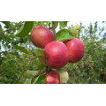 Яблоня "Malus" - осенние