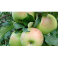 Яблоня "Malus" - зимние