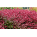 Бересклет "Euonymus"