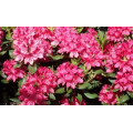 Рододендрон "Rhododendron"