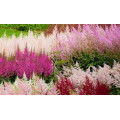 Астильба "Astilbe"