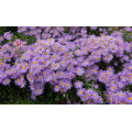 Астра "Aster"