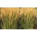 Вейник "Calamagrostis"