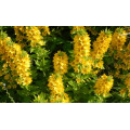 Вербейник "Lysimachia"