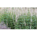 Вероникаструм "Veronicastrum"