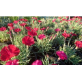 Гвоздика "Dianthus"