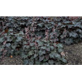 Гейхера "Heuchera"