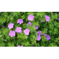 Герань "Geranium"