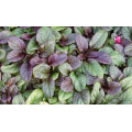 Живучка "Ajuga"