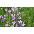 Колокольчик "Campanula"