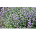 Котовник "Nepeta"