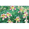 Лилейник "Hemerocallis"