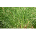 Осока "Carex"