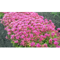 Очиток "Sedum"