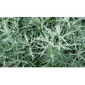 Полынь "Artemisia"