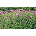 Посконник "Eupatorium"