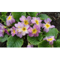 Примула "Primula"